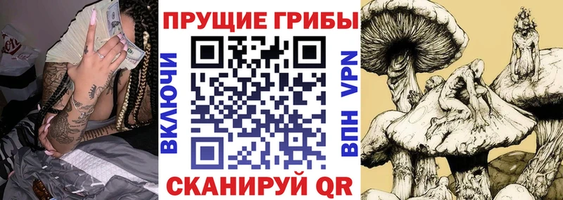 купить наркоту  Россошь  Галлюциногенные грибы Cubensis 